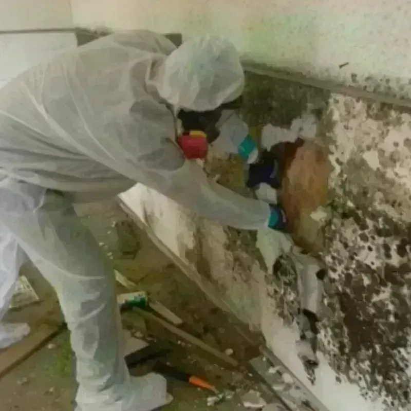 Mold Remediation and Removal in Prescott Valley, AZ